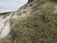 N, Nordland, Andoy, Sandhaugan 24, Saxifraga-Willem van Kruijsbergen