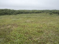 N, Nordland, Andoy, Sandhaugan 4, Saxifraga-Willem van Kruijsbergen