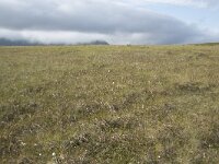 N, Nordland, Andoy, Skarstein 11, Saxifraga-Willem van Kruijsbergen