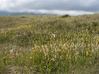 N, Nordland, Andoy, Skarstein 12, Saxifraga-Willem van Kruijsbergen