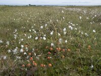 N, Nordland, Andoy, Skarstein 14, Saxifraga-Willem van Kruijsbergen