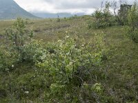 N, Nordland, Andoy, Skarstein 15, Saxifraga-Willem van Kruijsbergen