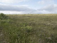 N, Nordland, Andoy, Skarstein 18, Saxifraga-Willem van Kruijsbergen