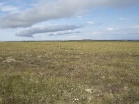 N, Nordland, Andoy, Skarstein 21, Saxifraga-Willem van Kruijsbergen