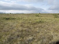 N, Nordland, Andoy, Skarstein 22, Saxifraga-Willem van Kruijsbergen