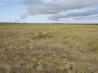 N, Nordland, Andoy, Skarstein 26, Saxifraga-Willem van Kruijsbergen