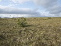 N, Nordland, Andoy, Skarstein 27, Saxifraga-Willem van Kruijsbergen