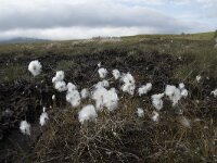 N, Nordland, Andoy, Skarstein 6, Saxifraga-Willem van Kruijsbergen