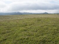 N, Nordland, Andoy, Skarstein 8, Saxifraga-Willem van Kruijsbergen