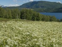 N, Nordland, Fauske 1, Saxifraga-Jan van der Straaten