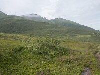 N, Nordland, Myre 4, Saxifraga-Willem van Kruijsbergen