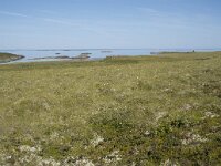 N, Nordland, Oksnes, Gisloya 20, Saxifraga-Willem van Kruijsbergen