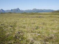 N, Nordland, Oksnes, Gisloya 21, Saxifraga-Willem van Kruijsbergen