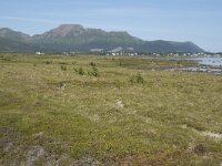 N, Nordland, Oksnes, Gisloya 3, Saxifraga-Willem van Kruijsbergen