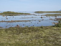 N, Nordland, Oksnes, Gisloya 4, Saxifraga-Willem van Kruijsbergen