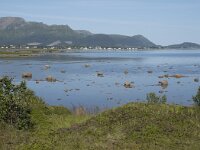 N, Nordland, Oksnes, Gisloya 5, Saxifraga-Willem van Kruijsbergen