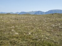 N, Nordland, Oksnes, Gisloya 8, Saxifraga-Willem van Kruijsbergen