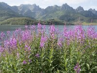 N, Nordland, Oksnes, Steinlandsfjorden 4, Saxifraga-Willem van Kruijsbergen