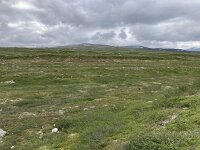 N, Nordland, Rana, Storforshei 5, Saxifraga-Willem van Kruijsbergen