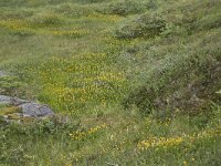 N, Nordland, Vagan, Djeveldalen 11, Saxifraga-Willem van Kruijsbergen