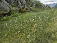 N, Nordland, Vagan, Djeveldalen 19, Saxifraga-Willem van Kruijsbergen