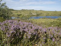 N, Nordland, Vagan, Hellhaugen 20, Saxifraga-Willem van Kruijsbergen
