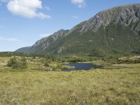 N, Nordland, Vagan, Hellhaugen 4, Saxifraga-Willem van Kruijsbergen