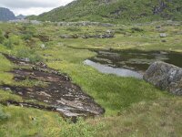 N, Nordland, Vagan, Nokksaetra 7, Saxifraga-Willem van Kruijsbergen