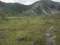 N, Nordland, Vagan, Orsnes 1, Saxifraga-Willem van Kruijsbergen