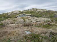 N, Nordland, Vagan, Orsnes 14, Saxifraga-Willem van Kruijsbergen