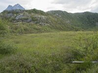 N, Nordland, Vagan, Orsnes 5, Saxifraga-Willem van Kruijsbergen