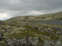 N, Oppland, Sel, Harrtjonnin 3, Saxifraga-Willem van Kruijsbergen