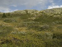 N, Oppland, Sel, Holtjonnpiggen 1, Saxifraga-Willem van Kruijsbergen