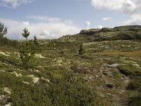 N, Oppland, Sel, Holtjonnpiggen 8, Saxifraga-Willem van Kruijsbergen