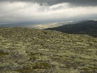 N, Oppland, Sel, Karihaugen 2, Saxifraga-Willem van Kruijsbergen