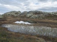 N, Oppland, Sel, Klufttjonne 45, Saxifraga-Annemiek Bouwman