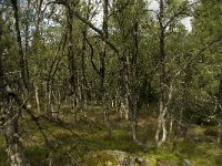 N, Oppland, Sel, Mysuseter 10, Saxifraga-Willem van Kruijsbergen