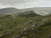 N, Oppland, Sel, Mysuseter 2, Saxifraga-Willem van Kruijsbergen