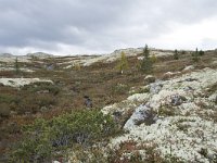 N, Oppland, Sel, Mysuseter 76, Saxifraga-Willem van Kruijsbergen