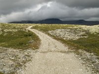 N, Oppland, Sel, Peer Gynt Hytta 31, Saxifraga-Willem van Kruijsbergen