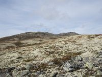 N, Oppland, Sel, Peer Gynt Hytta 53, Saxifraga-Willem van Kruijsbergen