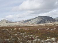 N, Oppland, Sel, Peer Gynt Hytta 75, Saxifraga-Willem van Kruijsbergen