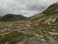 N, Oppland, Sel, Solsidevassberget 2, Saxifraga-Willem van Kruijsbergen