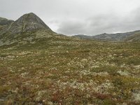 N, Oppland, Sel, Solsidevassberget 5, Saxifraga-Willem van Kruijsbergen