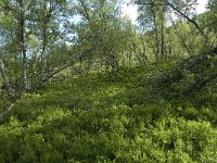 N, Sogn og Fjordane, Sogndal, Birchforest 4, Saxifraga-Willem van Kruijsbergen