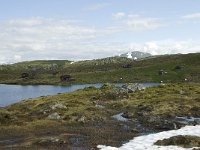 N, Sogn og Fjordane, Sogndal, Fagreggi 9, Saxifraga-Willem van Kruijsbergen