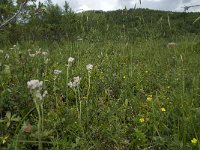 N, Sogn og Fjordane, Sogndal, Stedjekammen 1, Saxifraga-Willem van Kruijsbergen