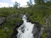 N, Sogn og Fjordane, Sogndal, Stedjekammen 4, Saxifraga-Willem van Kruijsbergen