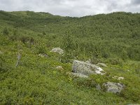 N, Sogn og Fjordane, Sogndal, Stedjekammen 5, Saxifraga-Willem van Kruijsbergen