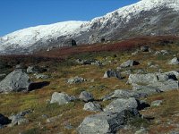 N, Sogn og Fjordane, Stryn, Videdalen 1, Saxifraga-Jan van der Straaten